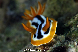 Chromodoris viking magnifica by Stan Flachs 